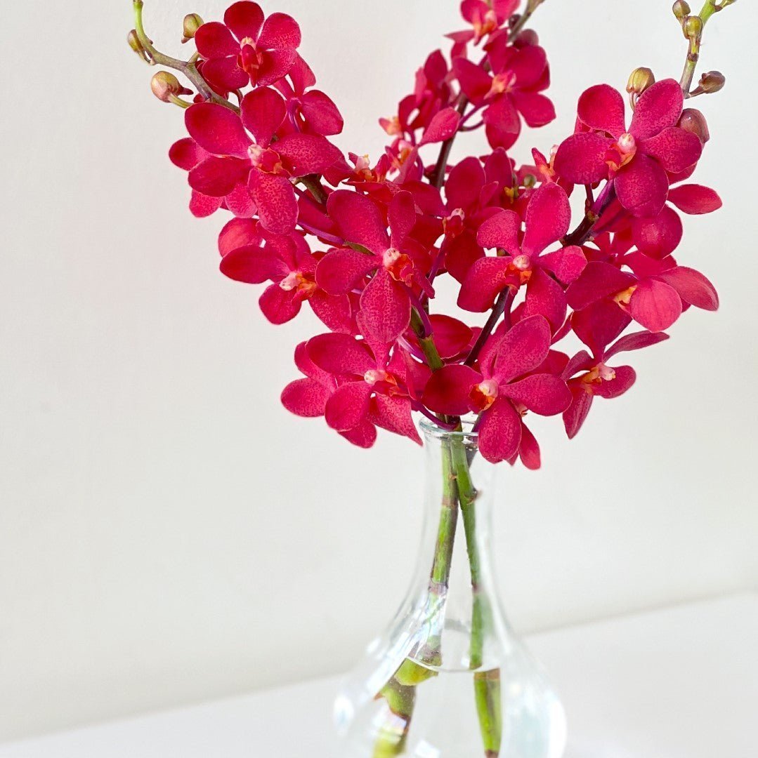 Orchids Flower Care - Happy Bunch