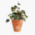 Peperomia Plant Happy Bunch