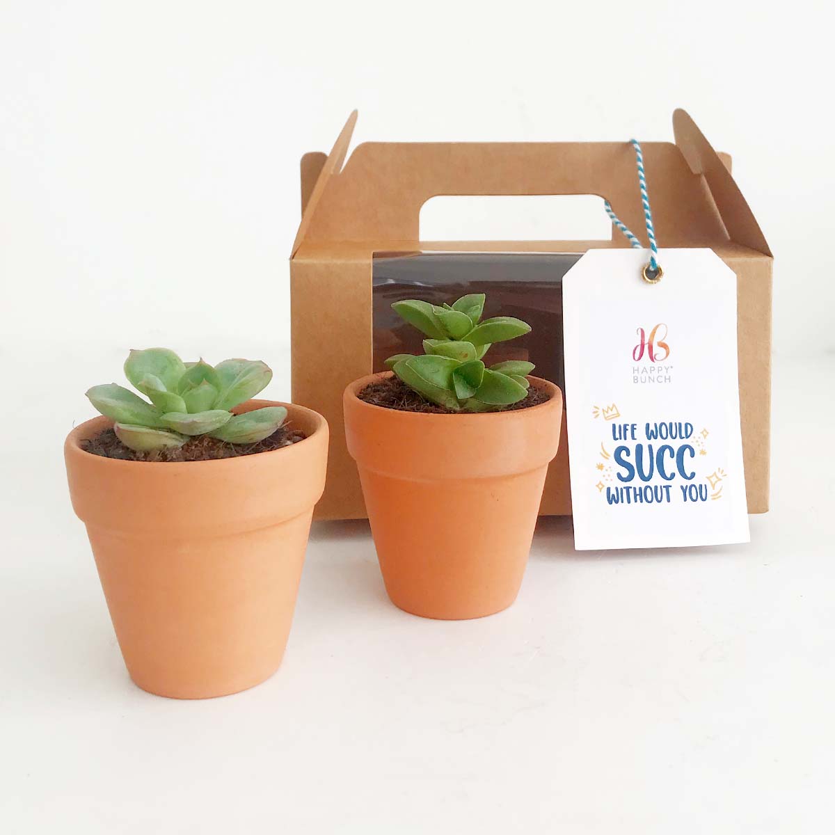 Succulent Box : The Adventurer Happy Bunch